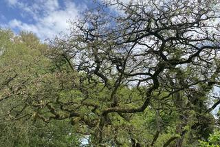 Ogród dendrologiczny w Przelewicach 2024