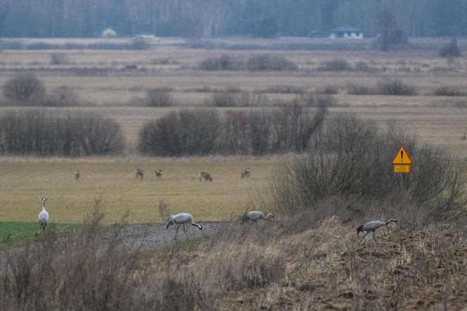 Żurawie powróciły do Poleskiego Parku Narodowego