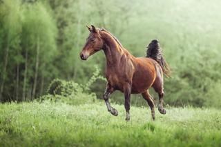 Z Kopyta na Brzankę - Rajd Fundacji Iskierka 