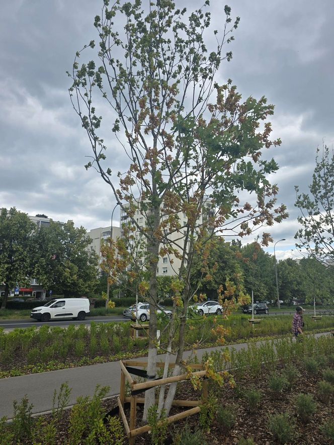 Szkodnik zaatakował drzewa w parku na Ursynowie