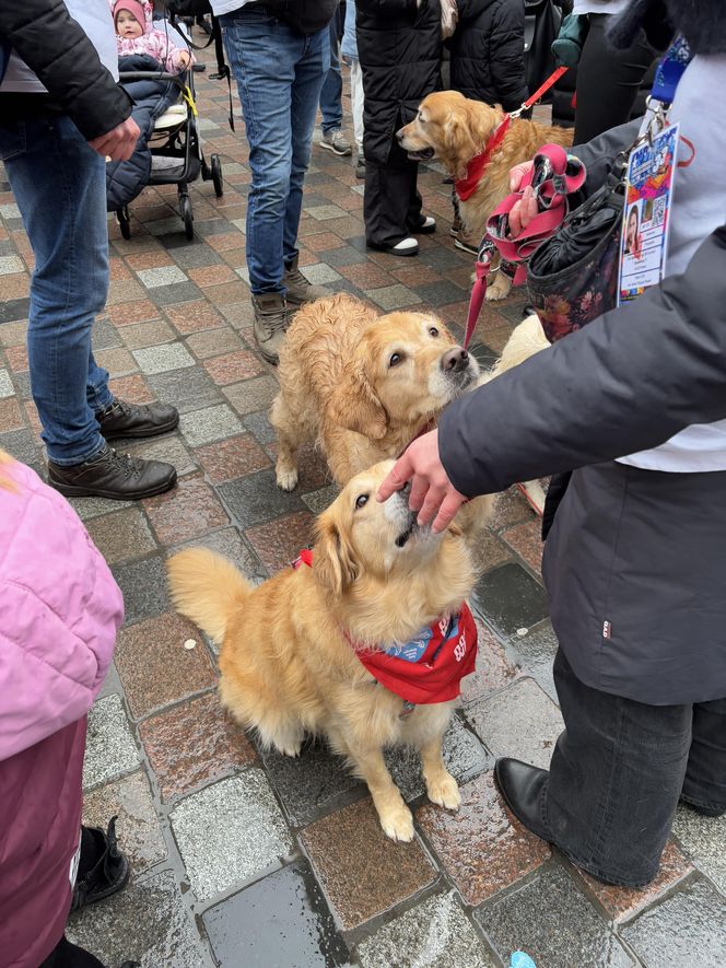 Golden Retriever WOŚP w Poznaniu