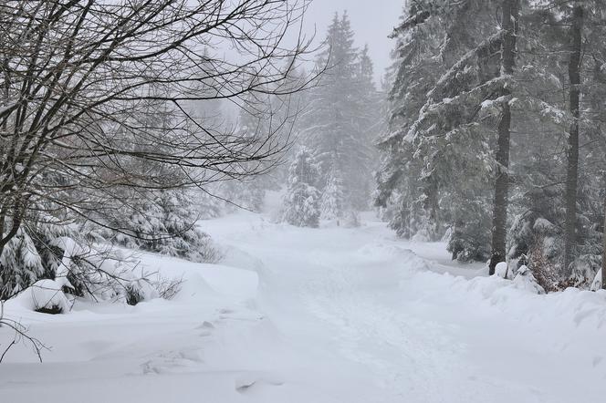 Lubelskie: W nocy spadnie nawet 15 cm śniegu! IMGW ostrzega kierowców