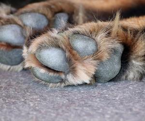 Dramat! Pies wykrwawił się na chodniku