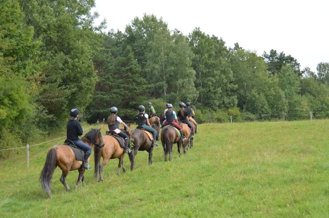 Największa taka stadnina na świecie leży w Małopolsce. Hodują tam wyjątkowe konie 