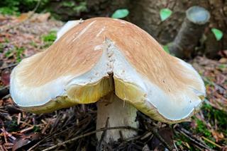 Lubelscy grzybiarze chwalą się swoimi zbiorami. Przepowiadają, że wysyp dopiero przed nami. Zobaczcie zdjęcia!