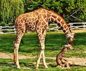 Uroczy maluszek w Śląskim Ogrodzie Zoologicznym. Na świat przyszła mała żyrafa