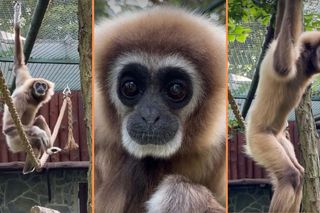 Śpiewający akrobata w ZOO Wrocław. To jeden z najstarszych gibonów na świecie