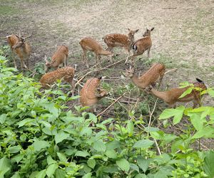 Zaglądamy do mieszkańców bydgoskiego ZOO. Kto mieszka w sercu Myślęcinka?