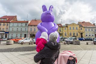 Zając Starego Browaru widziany w Grodzisku Wielkopolskim