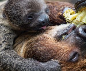 W łódzkim zoo przyszedł na świat leniwiec. Pomóżcie wybrać imię dla malucha