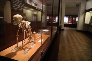 Szczątki drapieżników sprzed 240 mln lat znaleziono w Miedarach