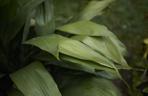 Aspidistra wyniosła