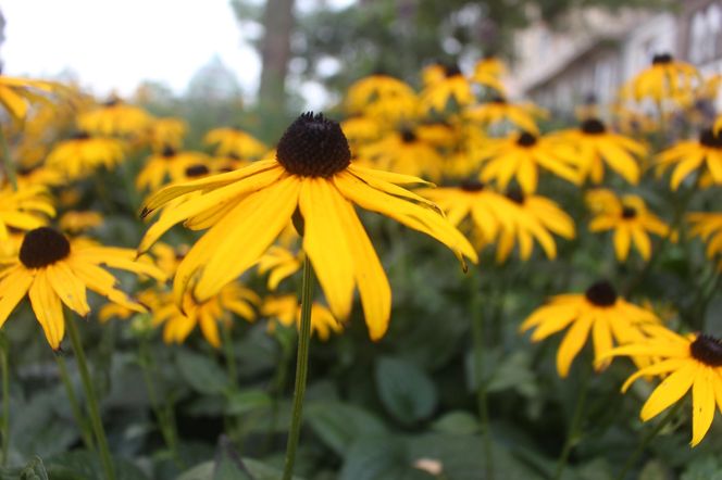 Rudbekia błyskotliwa