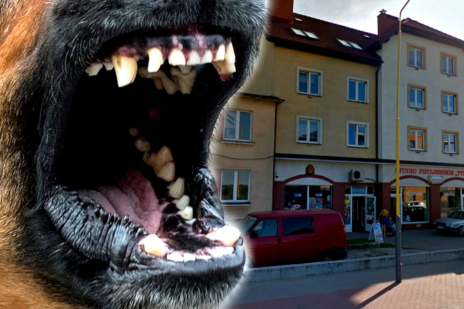 Pies zaatakował przy sklepie na ul. Bohaterów Warszawy w Nowogardzie
