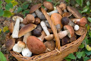 Fakty i mity związane z grzybami: wiedziałeś, że nie można jeść bardzo młodych grzybów?