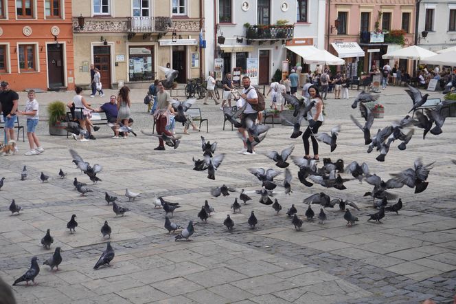 Rynek w Sandomierzu