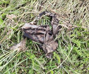 Zabójstwo pod Grójcem