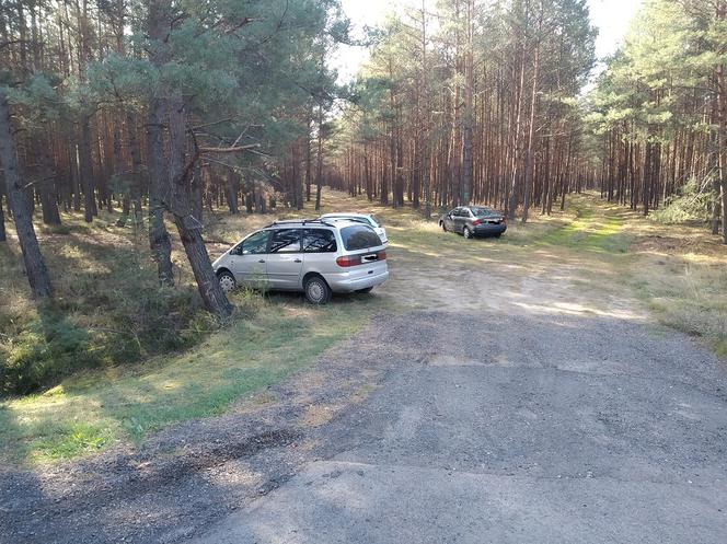 Zobaczcie jakie grzyby można znaleźć w lasach w pobliżu Gorzowa. 