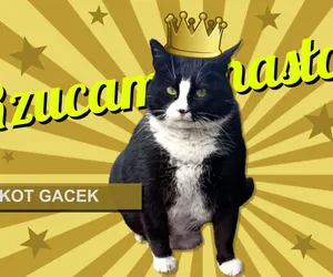 Kot Gacek ze Szczecina: Jestem szefem!