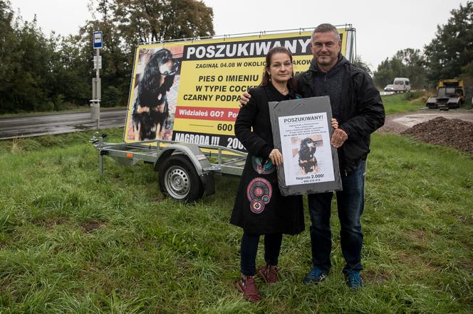 Cala Polska szuka Lemka - zaginionego psa.