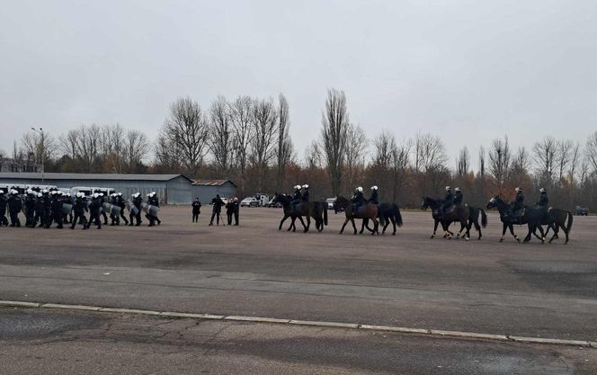 Atestacja koni służących w łódzkiej policji i straży miejskiej