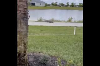 Aligator