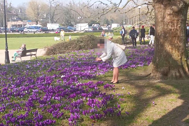 Niszczenie krokusów na Jasnych Błoniach