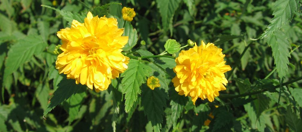 Złotlin japoński 'Pleniflora' 
