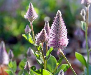 Ptilotus exaltatus 