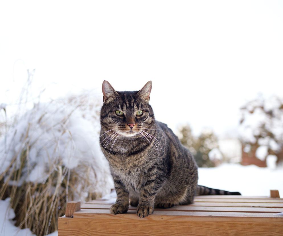 Kot w ogrodzie zimą