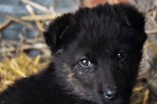 Słodziaki do wzięcia