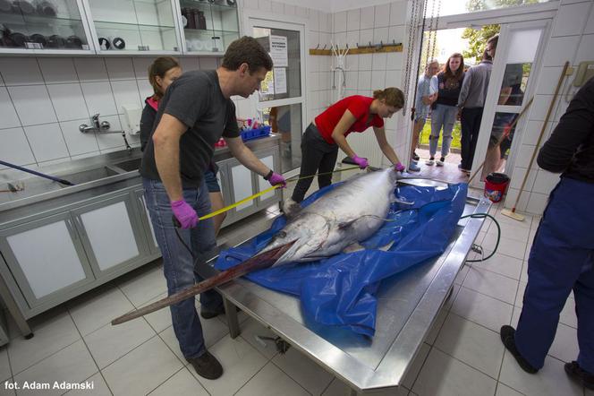 Tak wygląda bałtycki miecznik