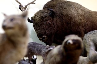 Lublin - Muzeum Zoologiczne i 2 tysiące eksponatów