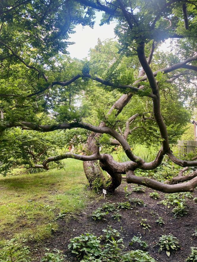 Ogród Dydaktyczny przy siedzibie Zespołu Parków Krajobrazowych w Jerzwałdzie