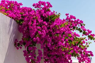 Bugenwilla – obłędnie kwitnące pnącze do domu, na balkon, taras i do ogrodu. Jak dbać o bugenwillę?