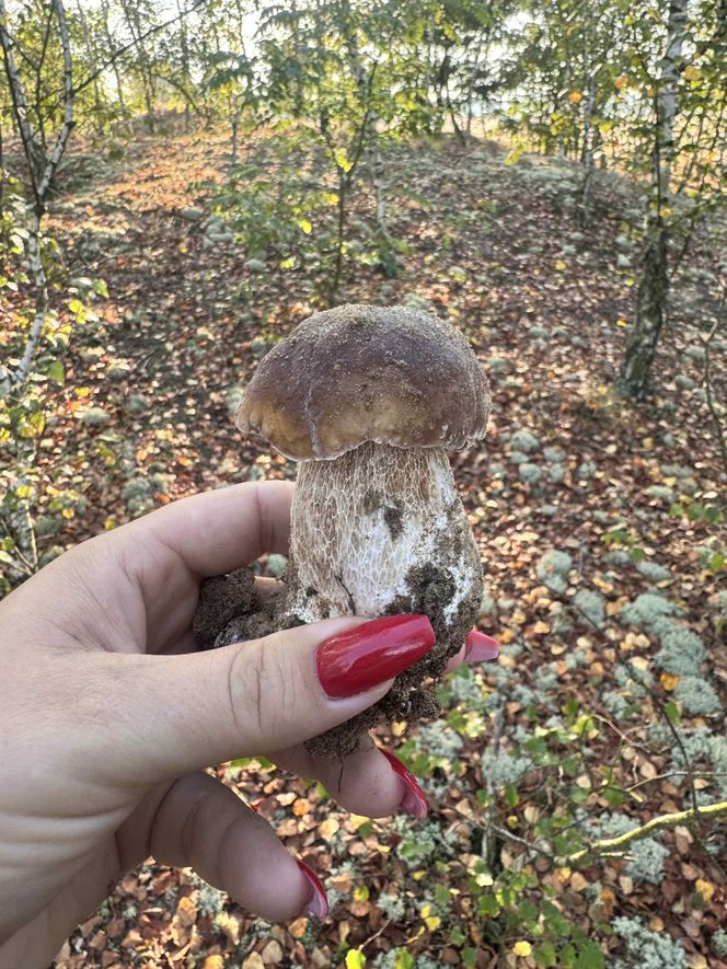 Grzyby w Toruniu