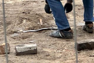 Wykopali ludzie szczątki w samym centrum Warszawy. Robotnicy wykopali kości podczas prac ziemnych