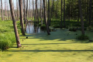 Najpiękniejsze lasy w Polsce na jesienne spacery. Gdzie warto pojechać, zanim opadną liście?