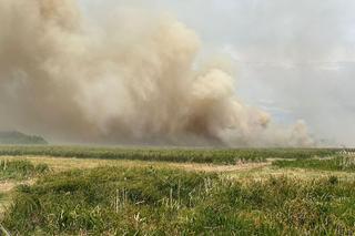 Pożar w Biebrzańskim Parku Narodowym. Spłonęło od kilkunastu do kilkudziesięciu hektarów łąk