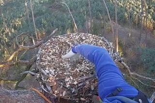 Interwencja u Zdenki i Borka w Dolinie Baryczy. Aroboryści ratowali jaja sokołów 