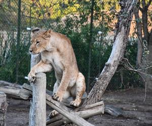 Młode lwice Wanja i Malkia są już we wrocławskim zoo. Do nowej lwiarni trafi także Togo 