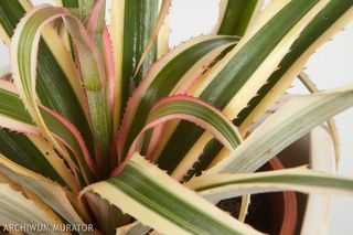 Ananas właściwy - Ananas comosus