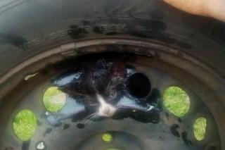 Grudziądz: Z felgi samochodowej wystawała tylko malutka głowa kota. Strażacy byli w szoku
