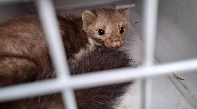 To była konfrontacja na śmierć i życie! Gdańskie zwierzęta kontra kuna leśna. 