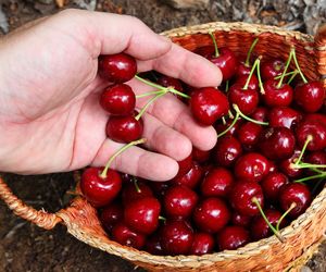 Taki sposób jedzenia czereśni rujnuje układ pokarmowy. Sprawdź, czy też robisz to źle