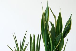 Sansewieria gwinejska