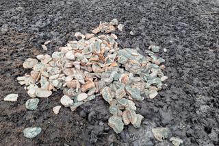 Ktoś wyrzucił spleśniałe kanapki do lasu. To może bardzo zaszkodzić zwierzętom