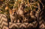 Świąteczne koty do Adopcji