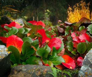 Bergenia sercowata