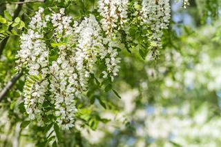Robinia akacjowa, zwana akacją - miododajne drzewo o pachnących kwiatach. Czy warto ją sadzić w ogrodzie?